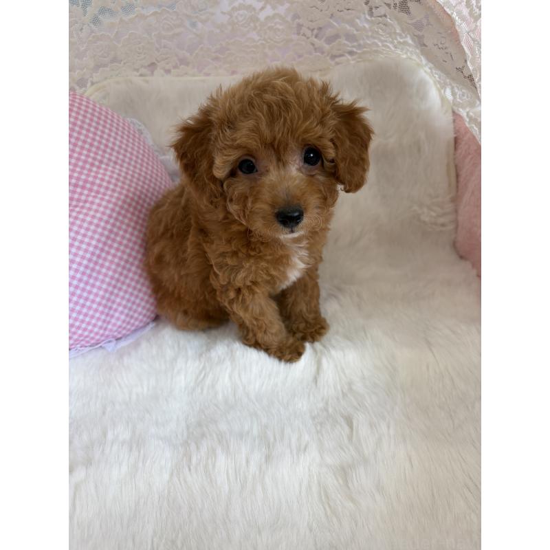 販売中の静岡県のミックス犬-410541の5枚目
